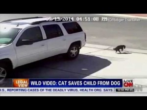 Hero Cat Saves Young Boy From Dog