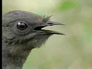 Amazing! Bird Sounds From The Lyre Bird – David Attenborough – BBC Wildlife